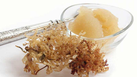 100% Wildcrafted Golden Irish Sea Moss